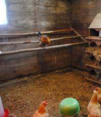 Высиживание яиц курицей: сроки и другие важные особенности