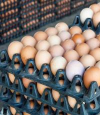 Яичная дилемма. Домашние или магазинные? Куриное яйцо Яйца домашние или магазинные